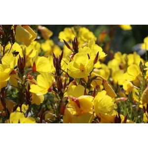 Oenothera fruticosa Sonnenwende - Ligetszépe