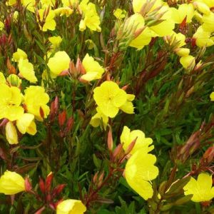 Oenothera fruticosa Glauca - Ligetszépe