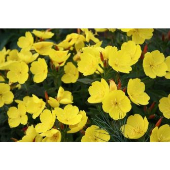 Ligetszépe (Oenothera)