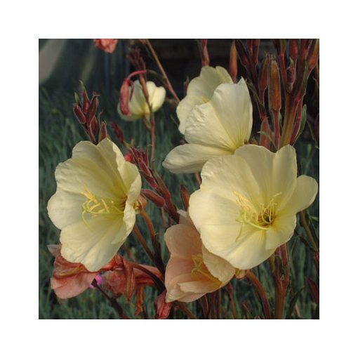 Oenothera odorata Sulphurea - Ligetszépe