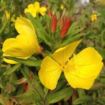 Ligetszépe (Oenothera)