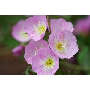 Oenothera speciosa - Ligetszépe