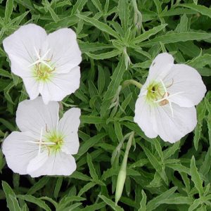 Oenothera speciosa Alba - Ligetszépe