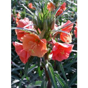 Oenothera versicolor - Ligetszépe