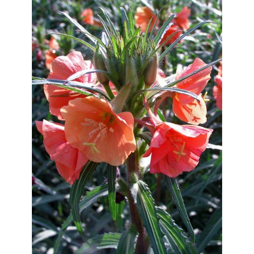 Oenothera versicolor - Ligetszépe