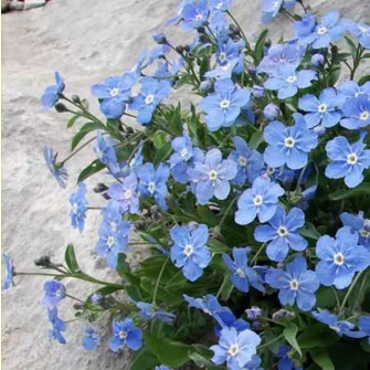 Békaszem (Omphalodes)
