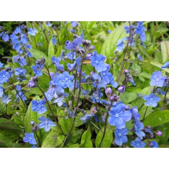 Békaszem (Omphalodes)