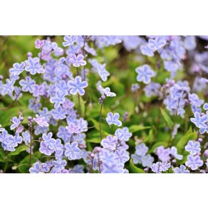Omphalodes cappadocica Starry Eyes - Köldökfű
