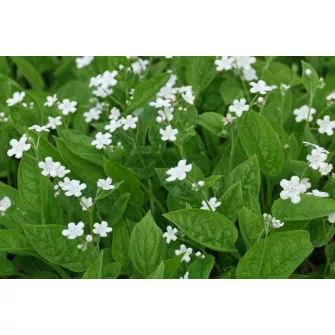 Békaszem (Omphalodes)