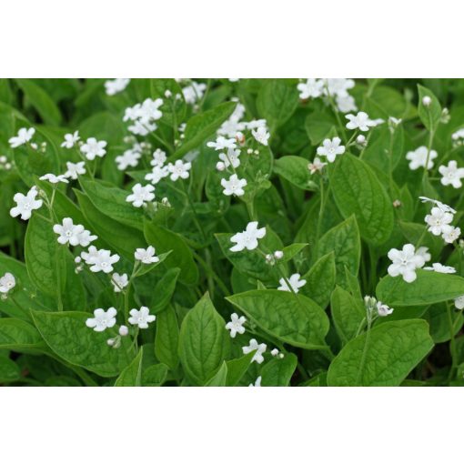 Omphalodes verna Alba - Köldökfű