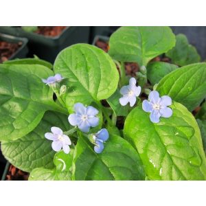 Omphalodes verna Elfenauge - Köldökfű