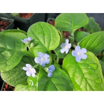 Békaszem (Omphalodes)