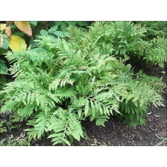 Gyöngypáfrány (Onoclea)