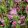 Ononis spinosa - Tövises iglice