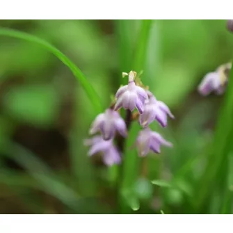 Kígyószakáll (Ophiopogon)