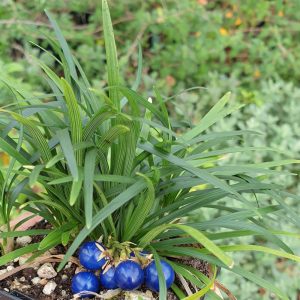 Ophiopogon japonicus Minor - Kígyószakáll