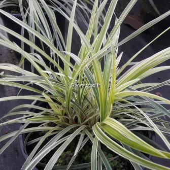 Kígyószakáll (Ophiopogon)