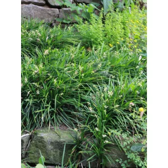 Kígyószakáll (Ophiopogon)
