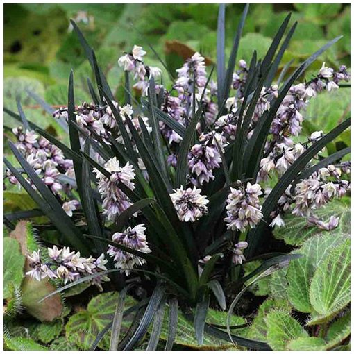 Ophiopogon planiscapus Niger - Kígyószakáll