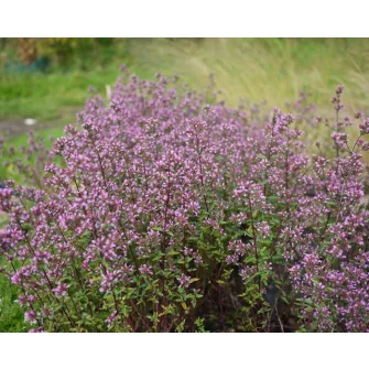 Szurokfű (Origanum)