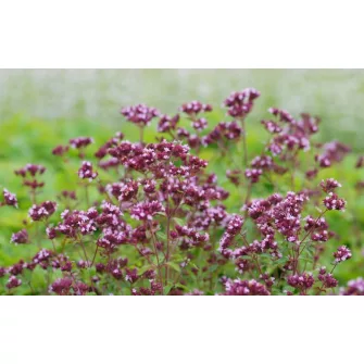 Szurokfű (Origanum)