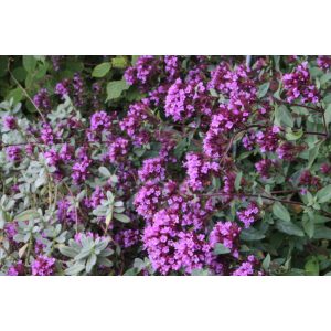 Origanum laevigatum Hopleys - Oregánó