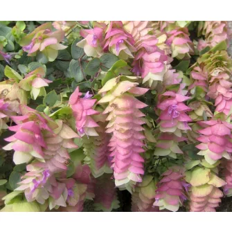 Szurokfű (Origanum)