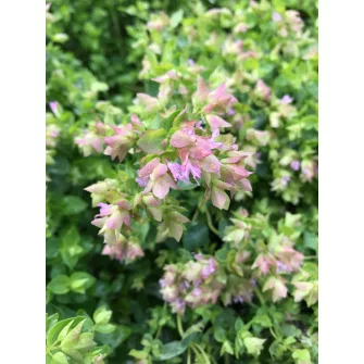 Szurokfű (Origanum)