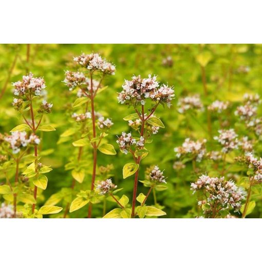 Origanum vulgare Aureum - Oregánó