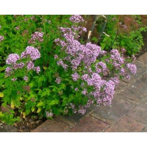 Origanum vulgare - Oregánó