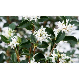 Illatcserje (Osmanthus)