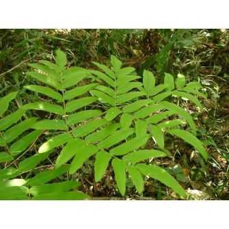 Királypáfrány (Osmunda)