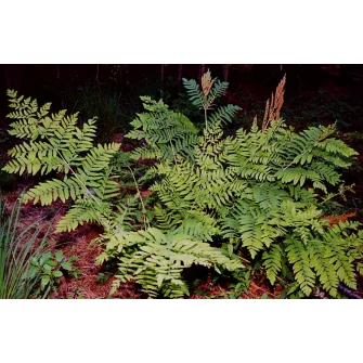 Királypáfrány (Osmunda)