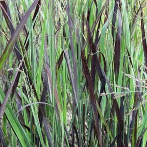 Panicum virgatum Blue Darkness JS - Vesszős köles