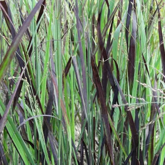 Vesszős köles (Panicum)