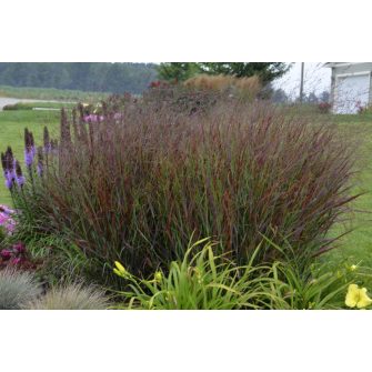 Vesszős köles (Panicum)