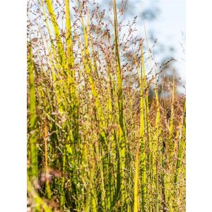 Panicum virgatum Diwali - Vesszős köles