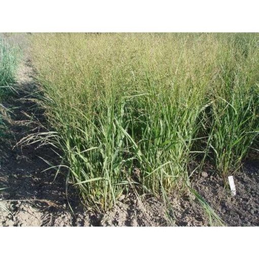 Panicum virgatum JS Buffalo Green PBR - Vesszős köles