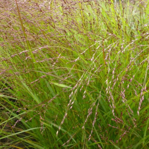 Panicum virgatum Kupferhirsche - Vesszős köles