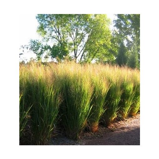 Panicum virgatum North Wind - Vesszős köles