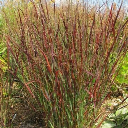 Panicum virgatum Oxblood Autumn - Vesszős köles