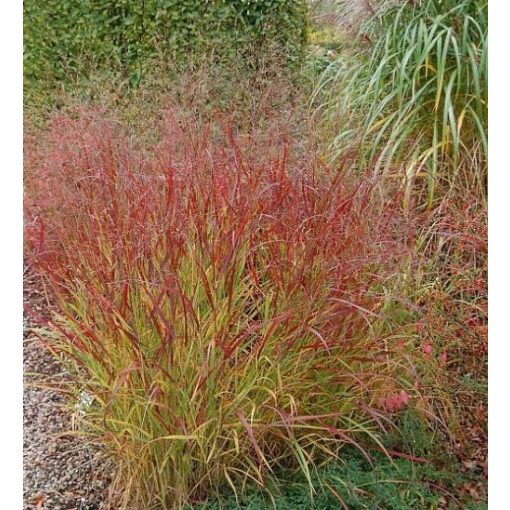 Panicum virgatum Rehbraun - Vesszős köles