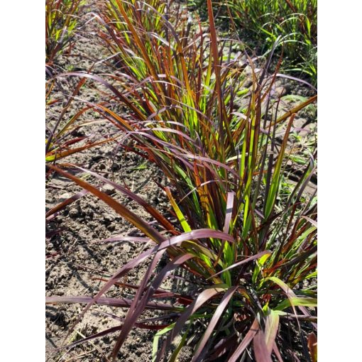 Panicum virgatum Sfinx - Vesszős köles