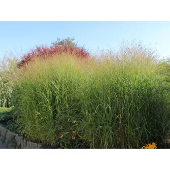 Vesszős köles (Panicum)