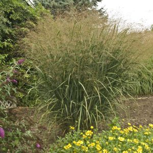 Panicum virgatum Thundercloud - Vesszős köles