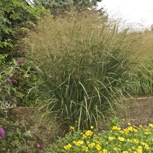 Panicum virgatum Thundercloud - Vesszős köles