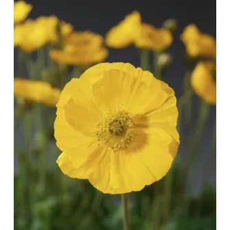 Díszmák (Papaver)