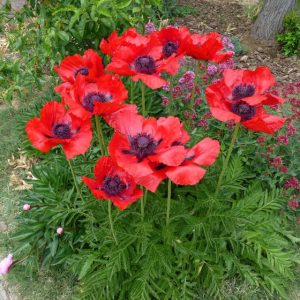 Papaver orientale Beauty of Livermere - Keleti mák