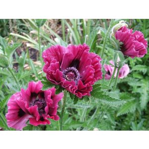 Papaver orientale Harlem - Keleti mák