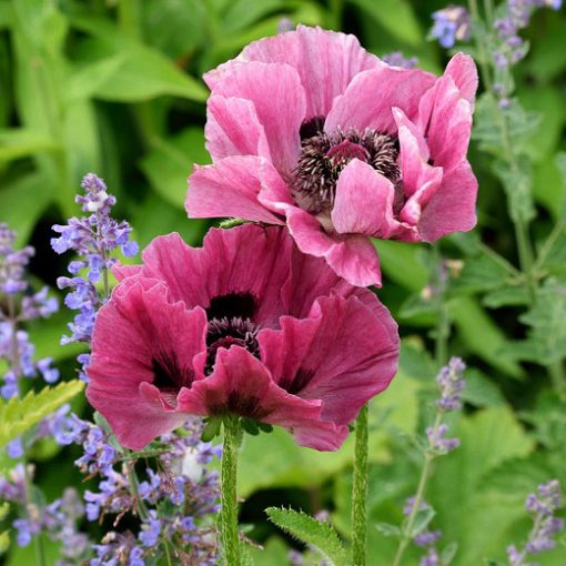 Papaver orientale Pattys Plum - Keleti mák